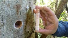Identificación de especies forestales maderables de costa rica en peligro de extensión, mediante técnicas de visión