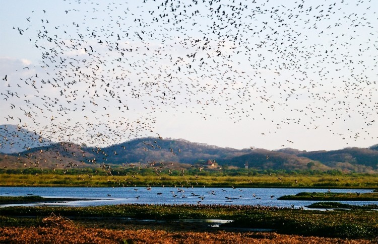 Imagen de cientos de aves volando sobre el humedal.