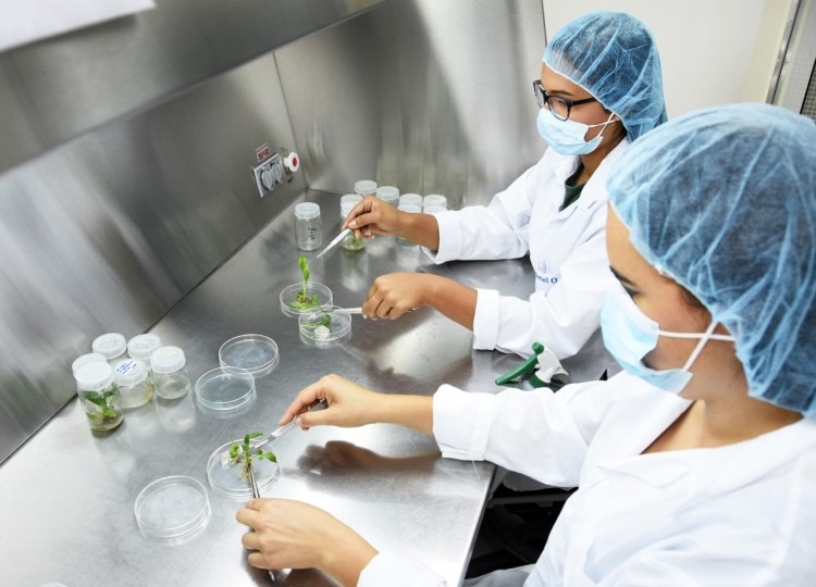 Dos investigadoras en el laboratorio con unas plantas.