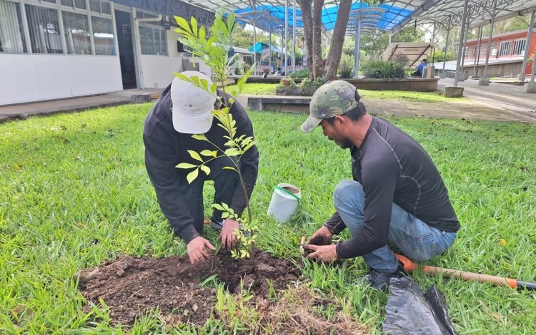 Imagen de dos personas  plantando árboles