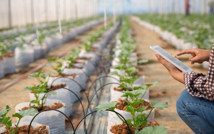 persona con tablet tomando datos y análisis de plantas en invernadero