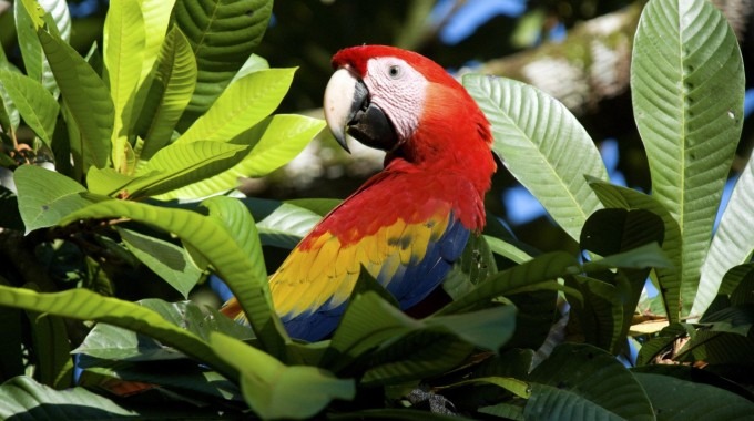 Guacamaya