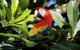 Guacamaya