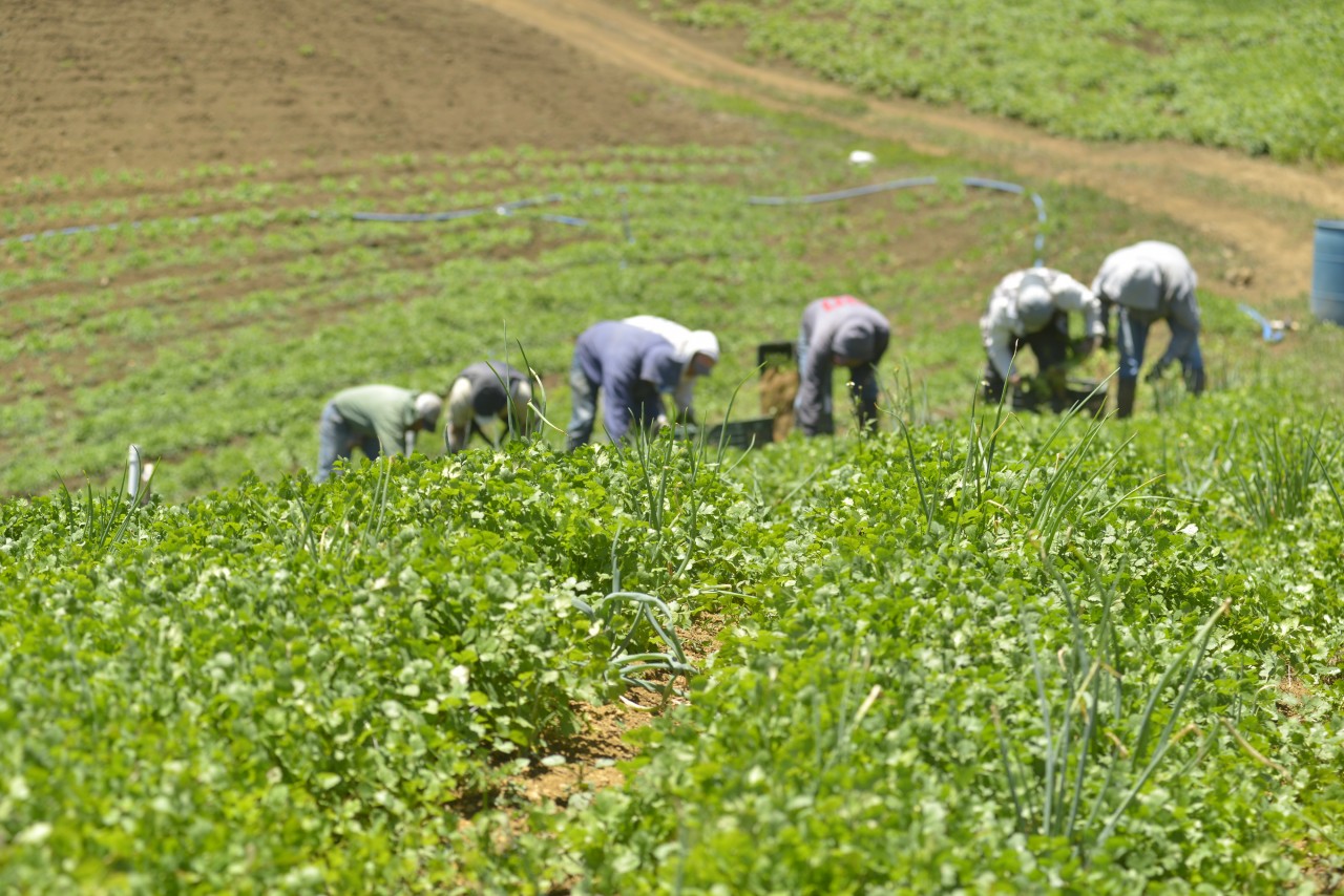 Agricultores