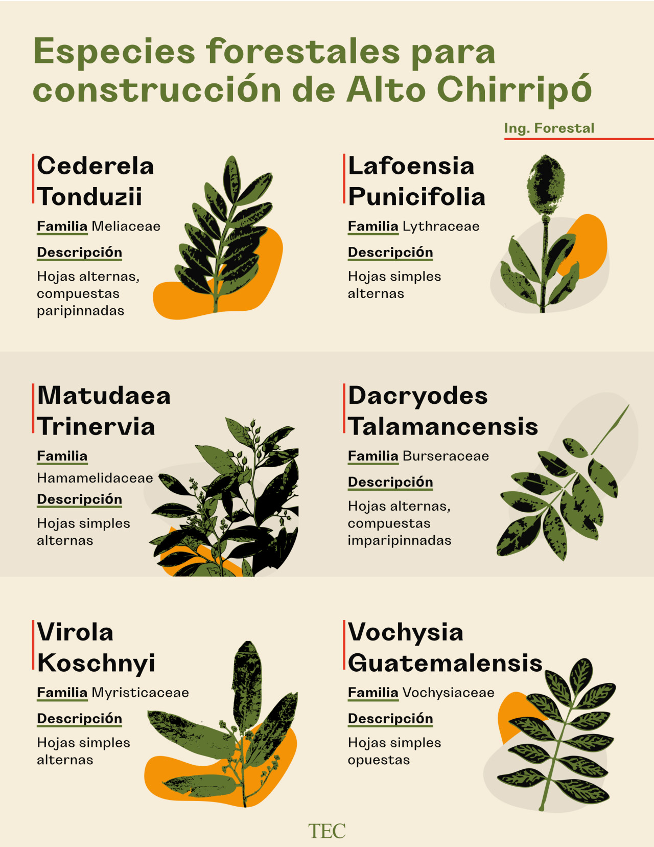 especies forestales para construcción de alto de chirripó