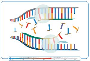 Producción de proteínas recombinantes: El modelo de la Taq polimerasa