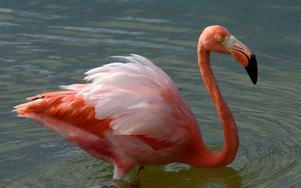 Flamingo Rosa en el Mar Caribe, Limón Flamingo Rosa en el Mar Caribe, Limón