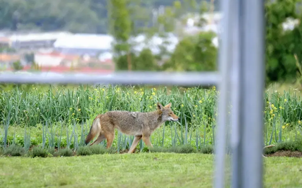 Coyotes