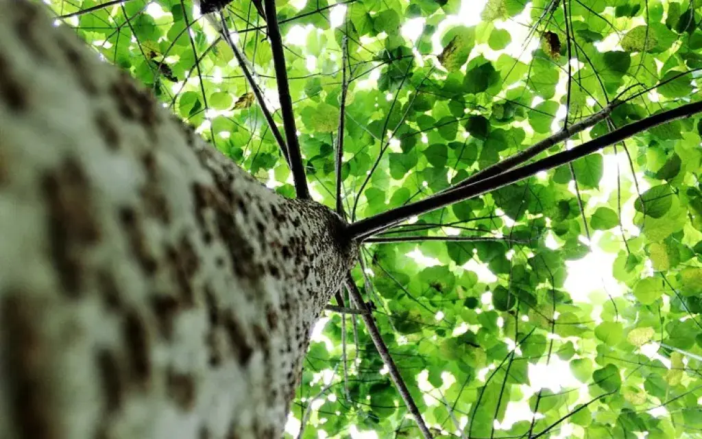 Árbol