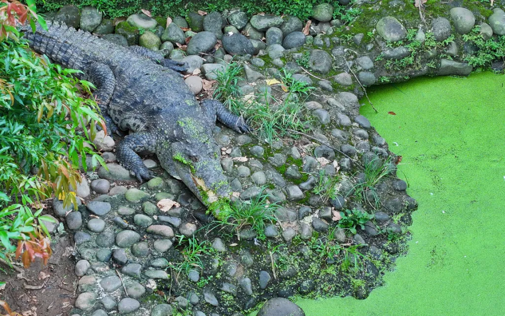 Cocodrilo junto al río