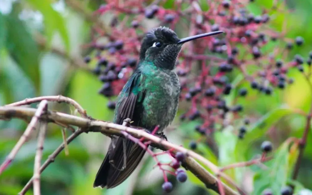 Colibrí