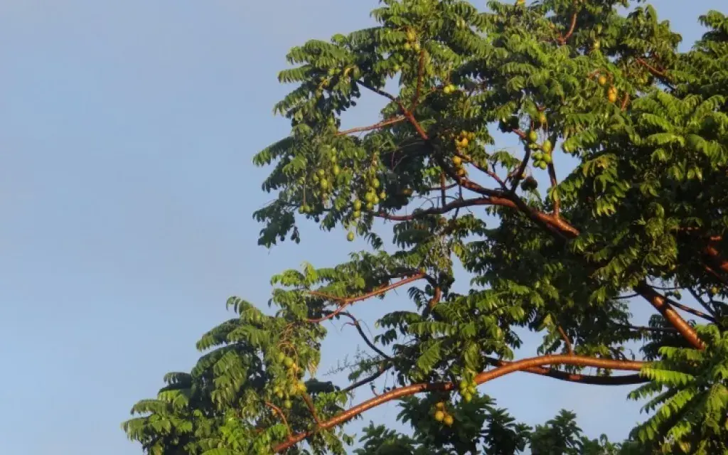 Árbol