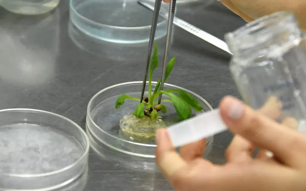 Laboratorio