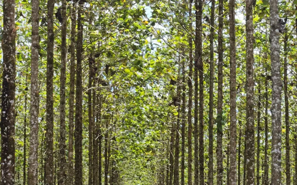 imagen de plantación de Melina