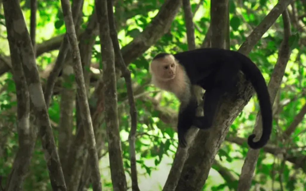 monito