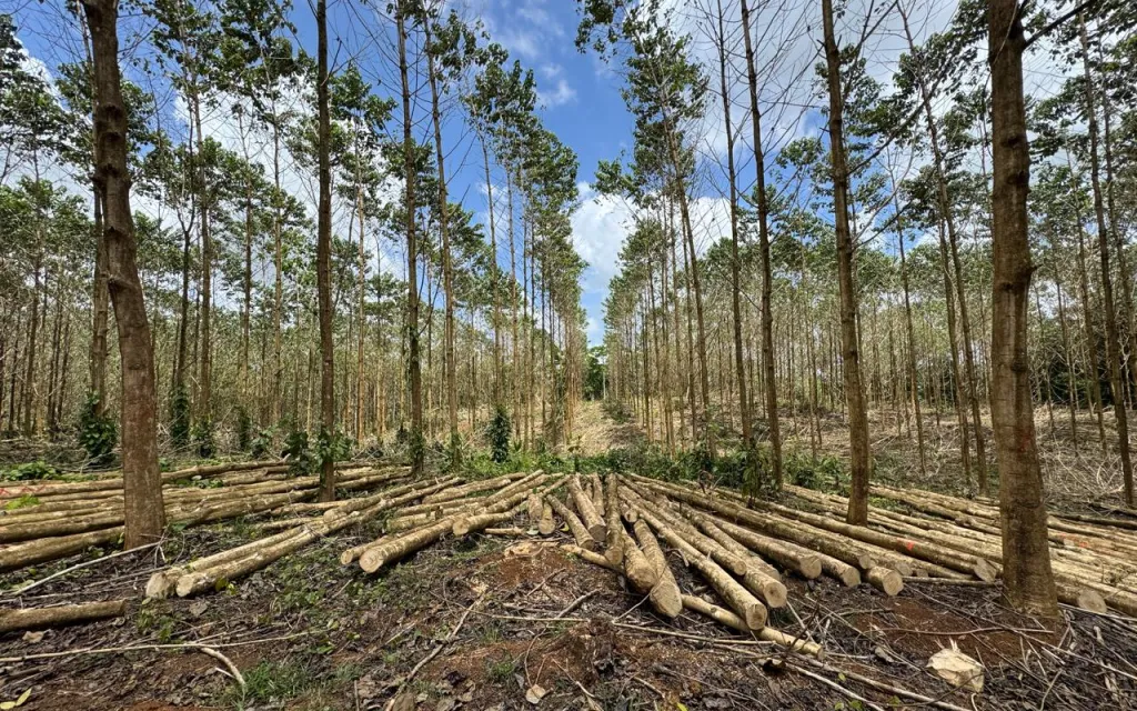 imagen de plantación de Melina