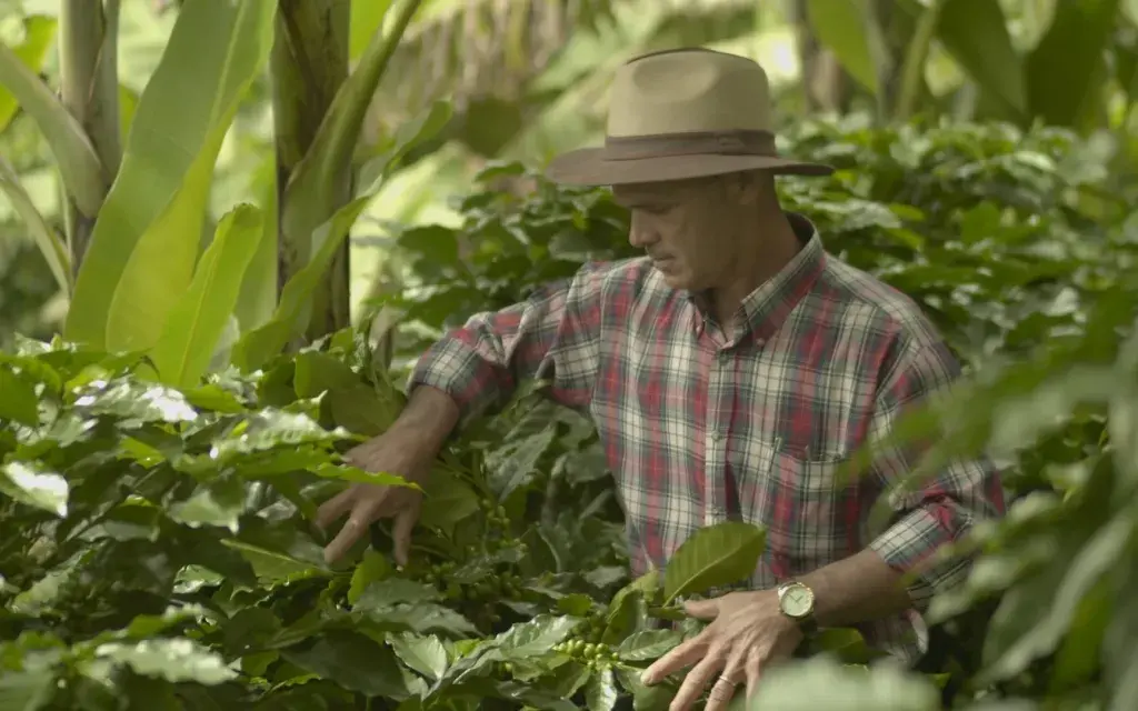 caficultor en medio del cafetal