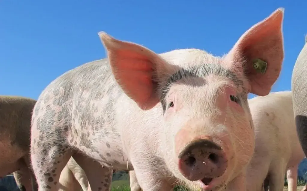 Fotografía de un cerdo