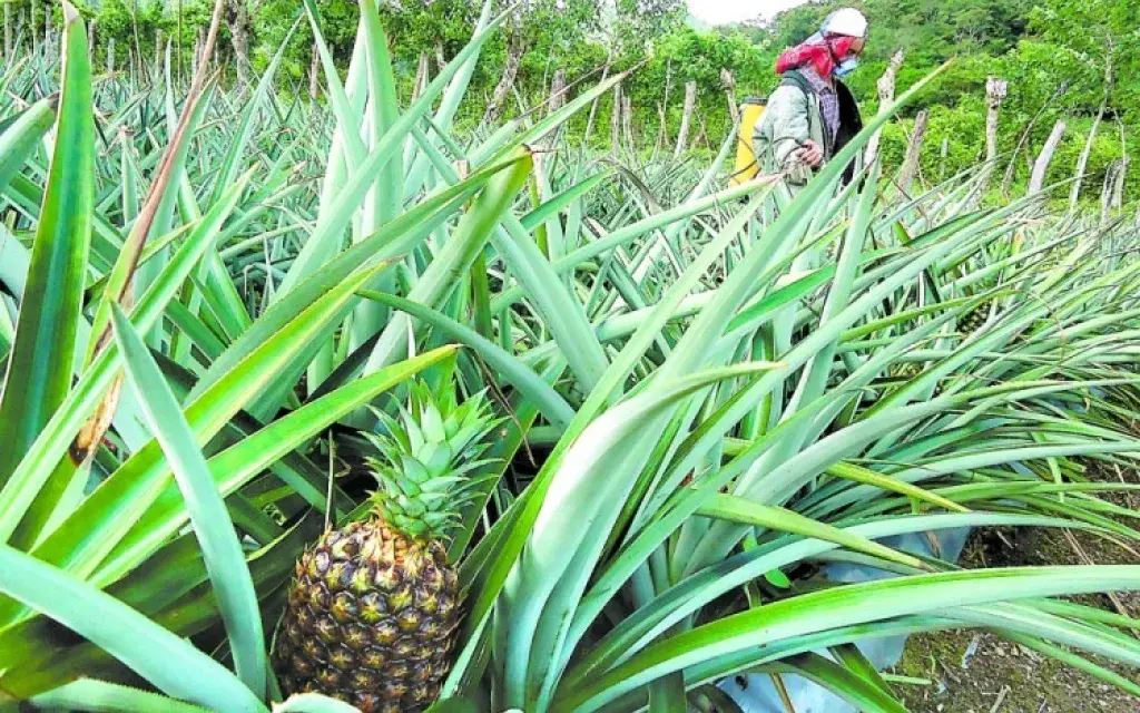 Piñas