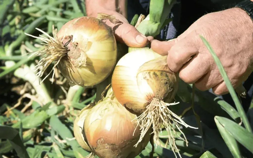 Cebolla