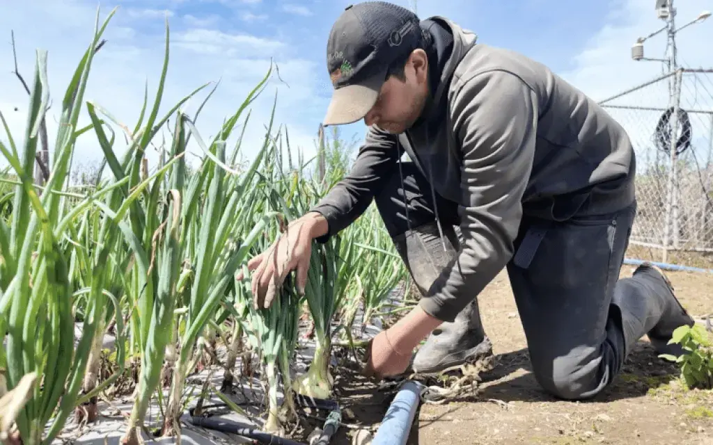 Agricultura