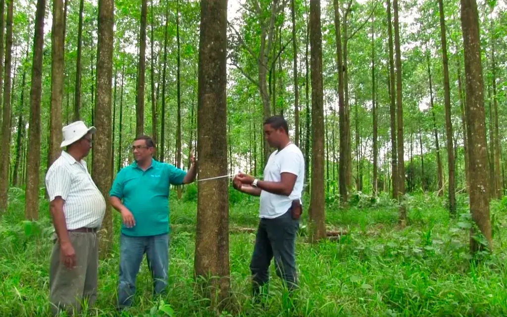 Reforestación