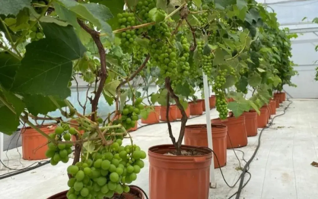 Uvas