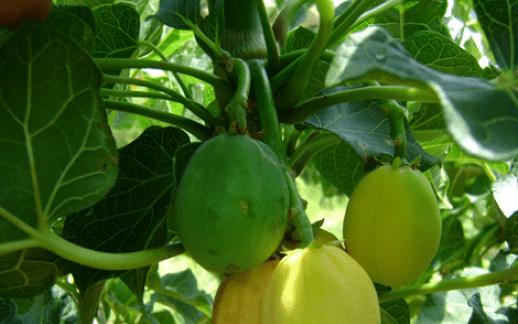 Frutos  de la planta Tempate