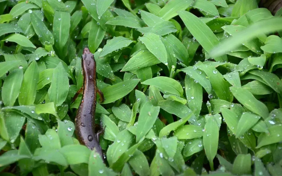 Fotografías: Ruth Garita.