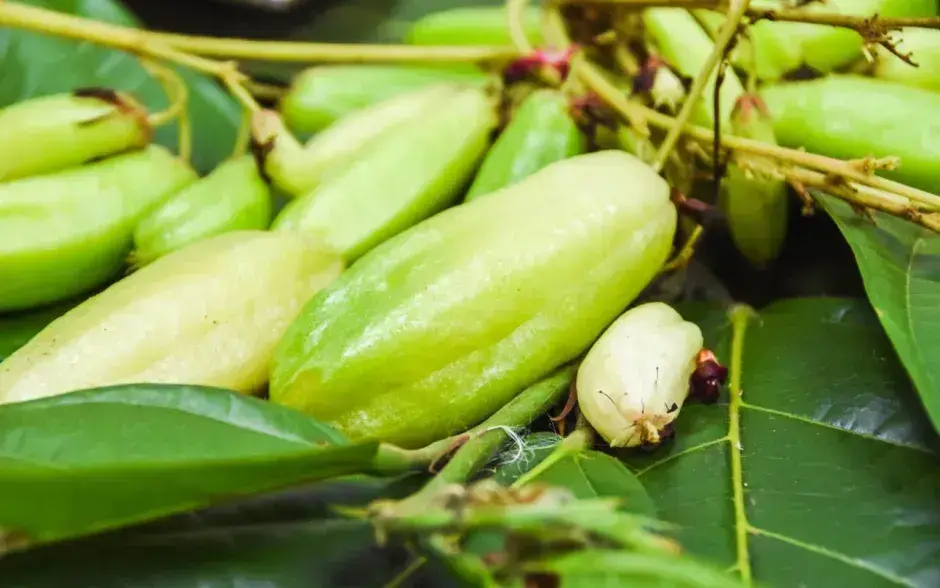 Competitividad del sector cacao mejora con la economía circular