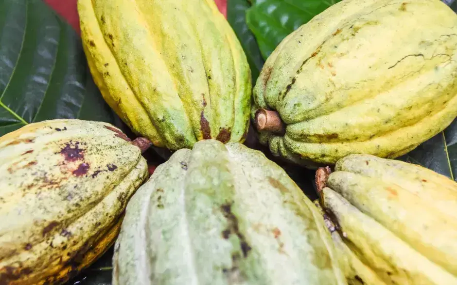 Competitividad del sector cacao mejora con la economía circular