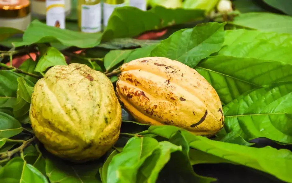 Competitividad del sector cacao mejora con la economía circular