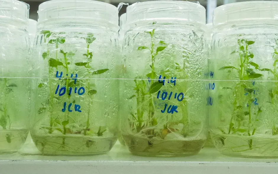 vitroplantas en laboratorio