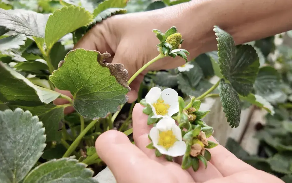 Imagen de las fresas con protector postcosecha