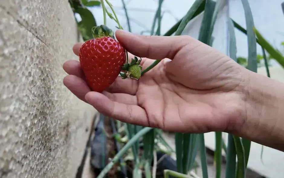 Imagen de las fresas con protector postcosecha