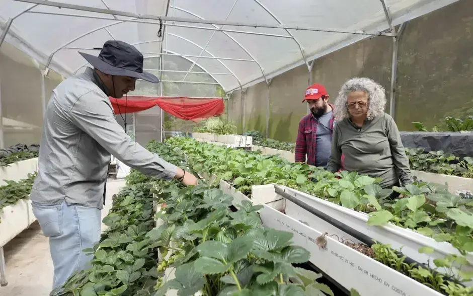 Imagen de las fresas con protector postcosecha