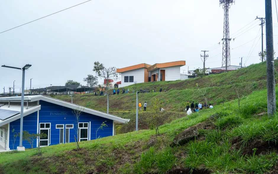 plantación de árboles