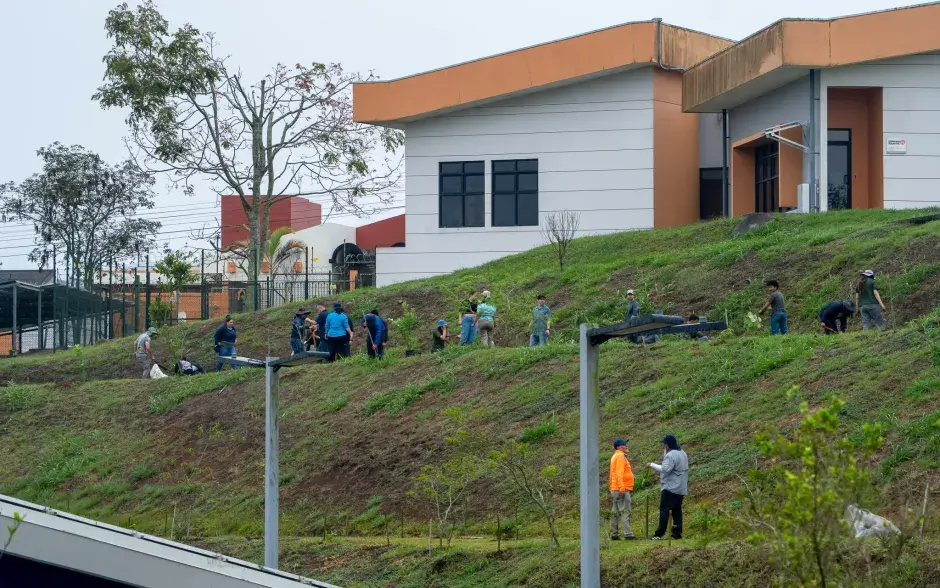 plantación de árboles