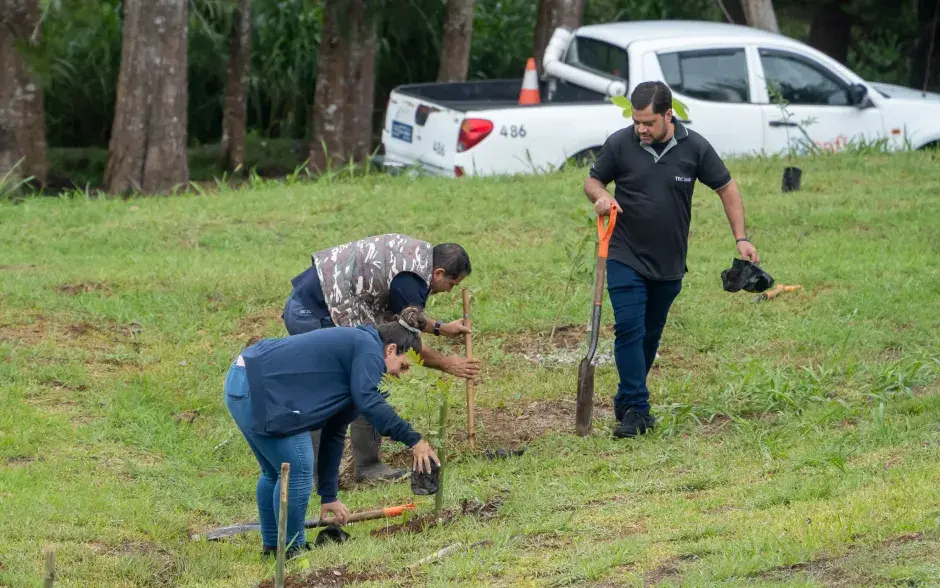 plantación de árboles
