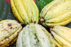 Competitividad del sector cacao mejora con la economía circular