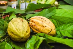 Competitividad del sector cacao mejora con la economía circular