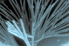 Sistemas farmacológicos