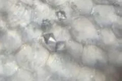 Foto1