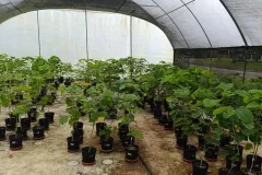 Vivero