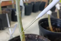 Cultivo de Melina
