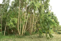 Foto1