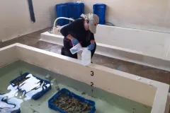 pileta para limpiar ostras