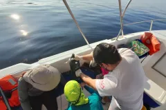 Recojen moluscos en el bote