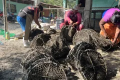 redes de cultivo de moluscos