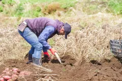 agricultor sacando papa de la tierra